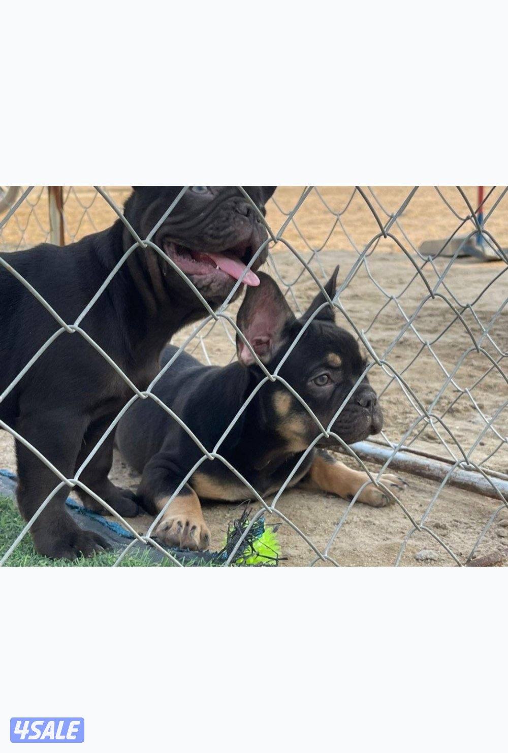 فرنش العمر شهرين و نص الابو من روسيا تم جميع التطعيمات.0