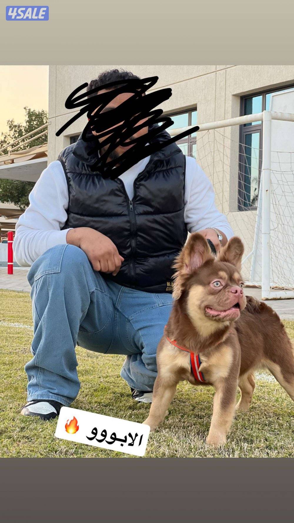 فرنش العمر شهرين و نص الابو من روسيا تم جميع التطعيمات.1