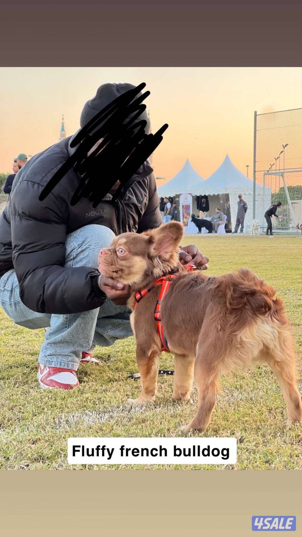 فرنش العمر شهرين و نص الابو من روسيا تم جميع التطعيمات.2