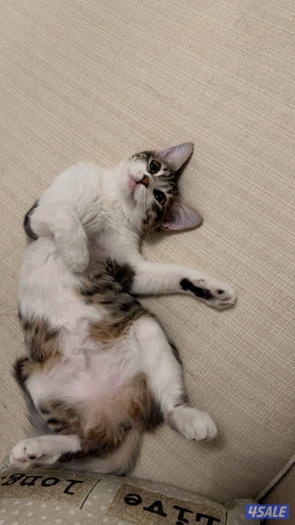 للتبني ( شيرازي- تابي ) اعمارهم من السنه لي ٥ سنين معقمين ومطعمين0