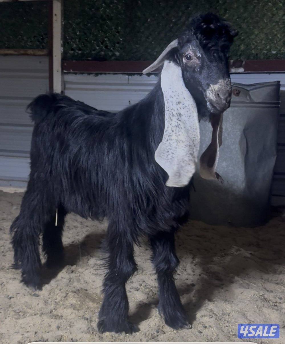 جذع خصم عارضي0