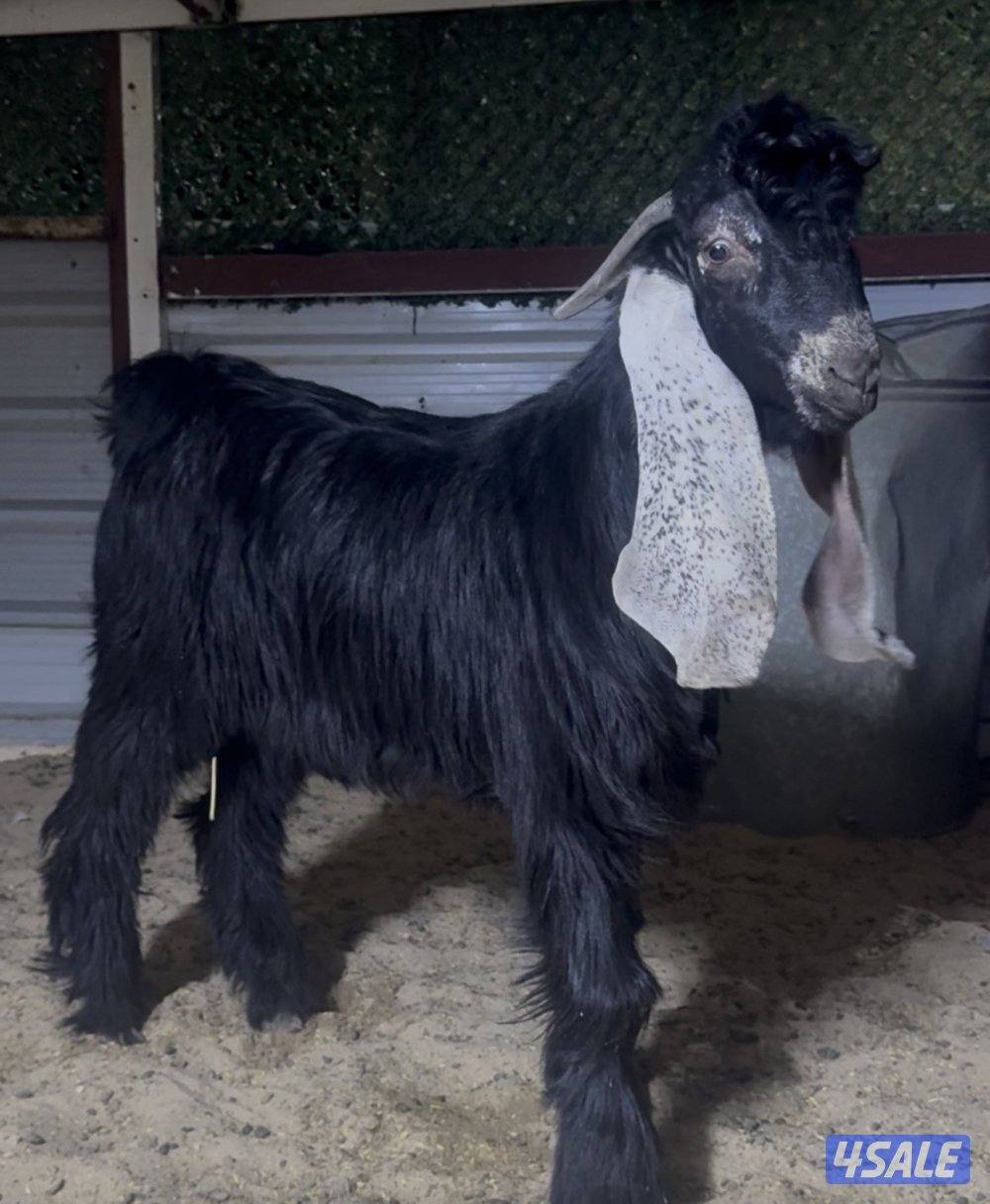 جذع خصم عارضي1