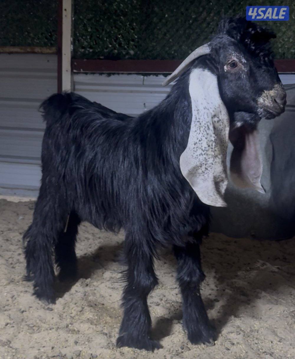 جذع خصم عارضي2