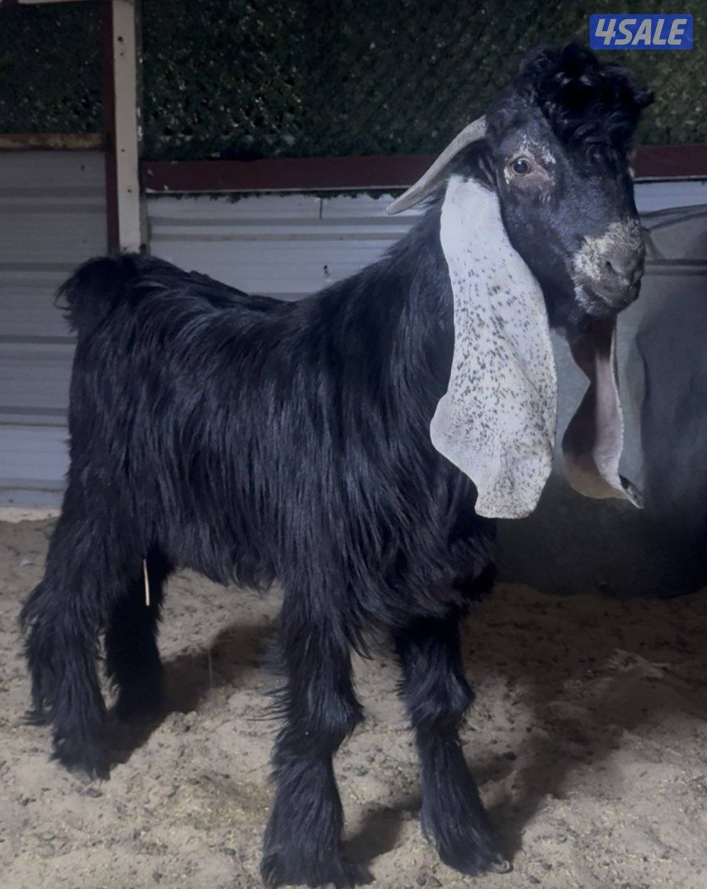 جذع خصم عارضي3