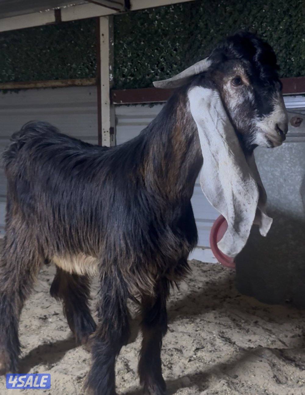 جذع خصم الخصم0