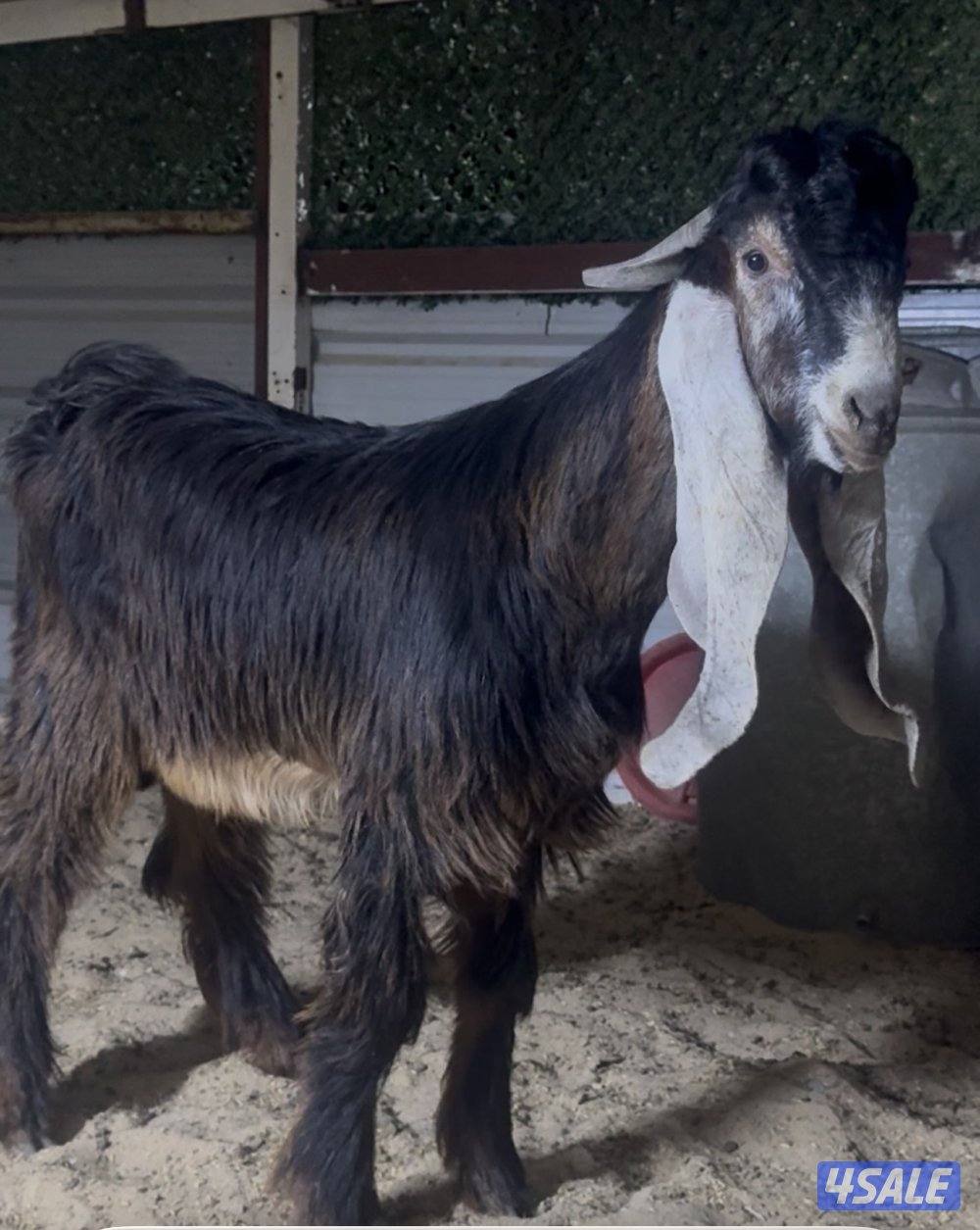 جذع خصم الخصم1