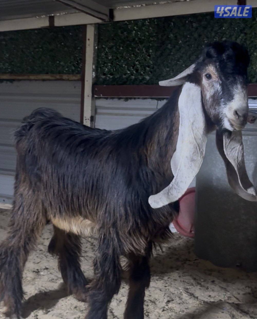 جذع خصم الخصم2