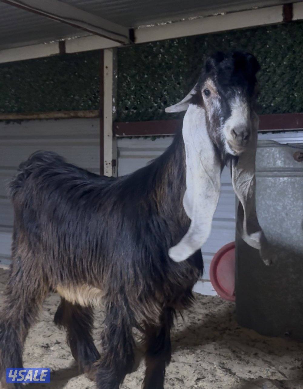 جذع خصم الخصم3