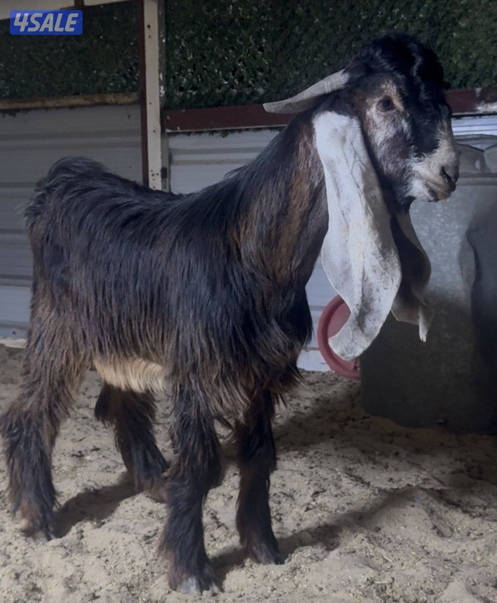 جذع خصم الخصم5