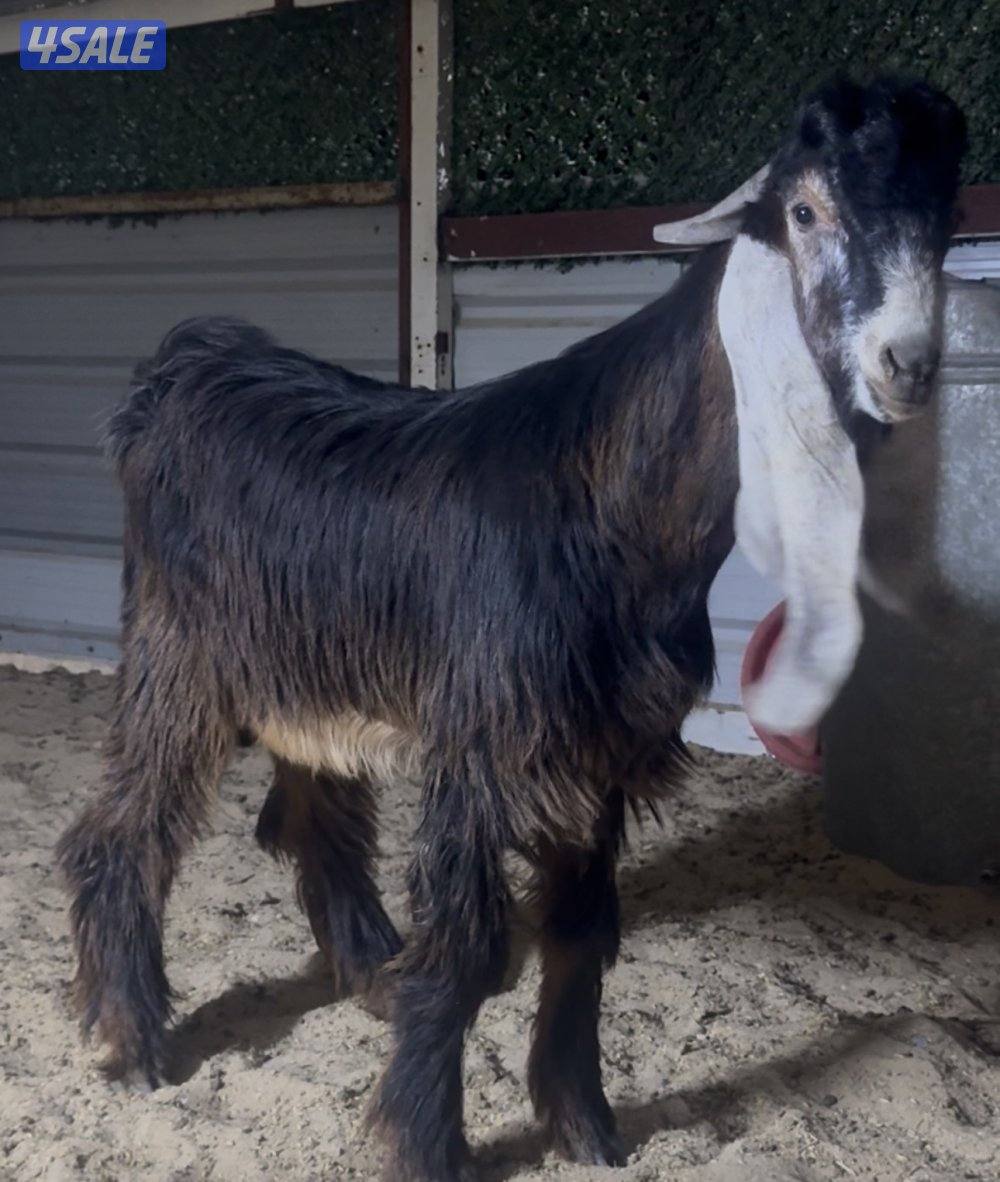 جذع خصم الخصم4