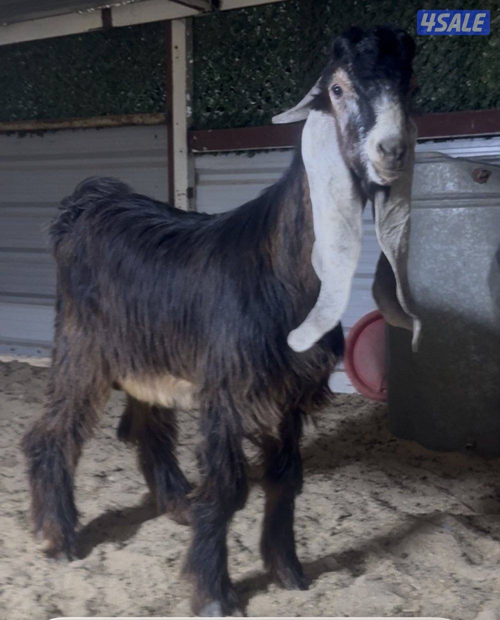 جذع خصم الخصم6