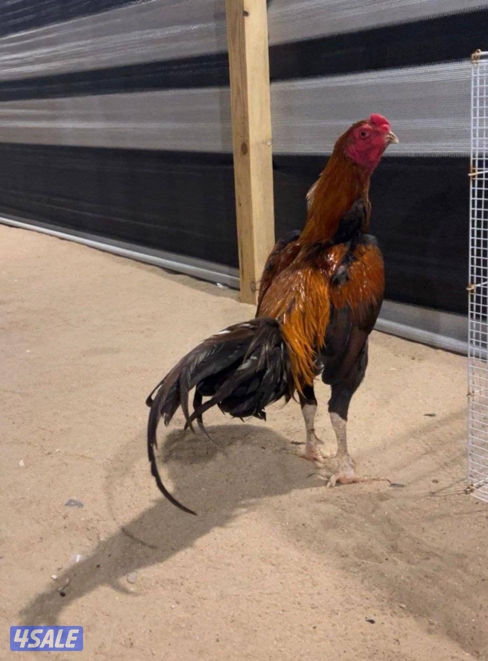 للبيع مجاميع تايلندي و فيتنامي6