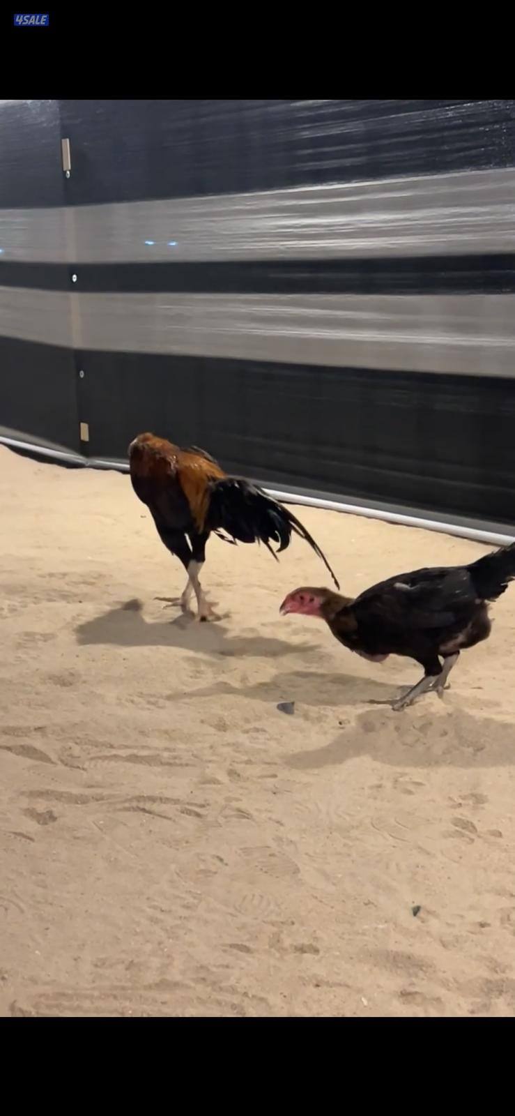 للبيع مجاميع تايلندي و فيتنامي10