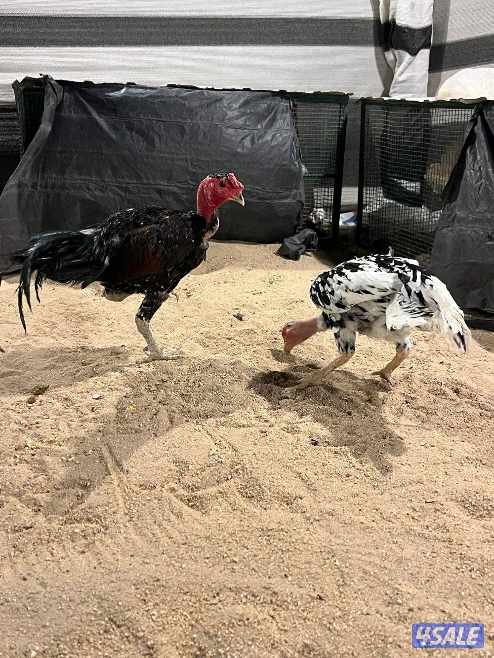 للبيع مجاميع تايلندي و فيتنامي11