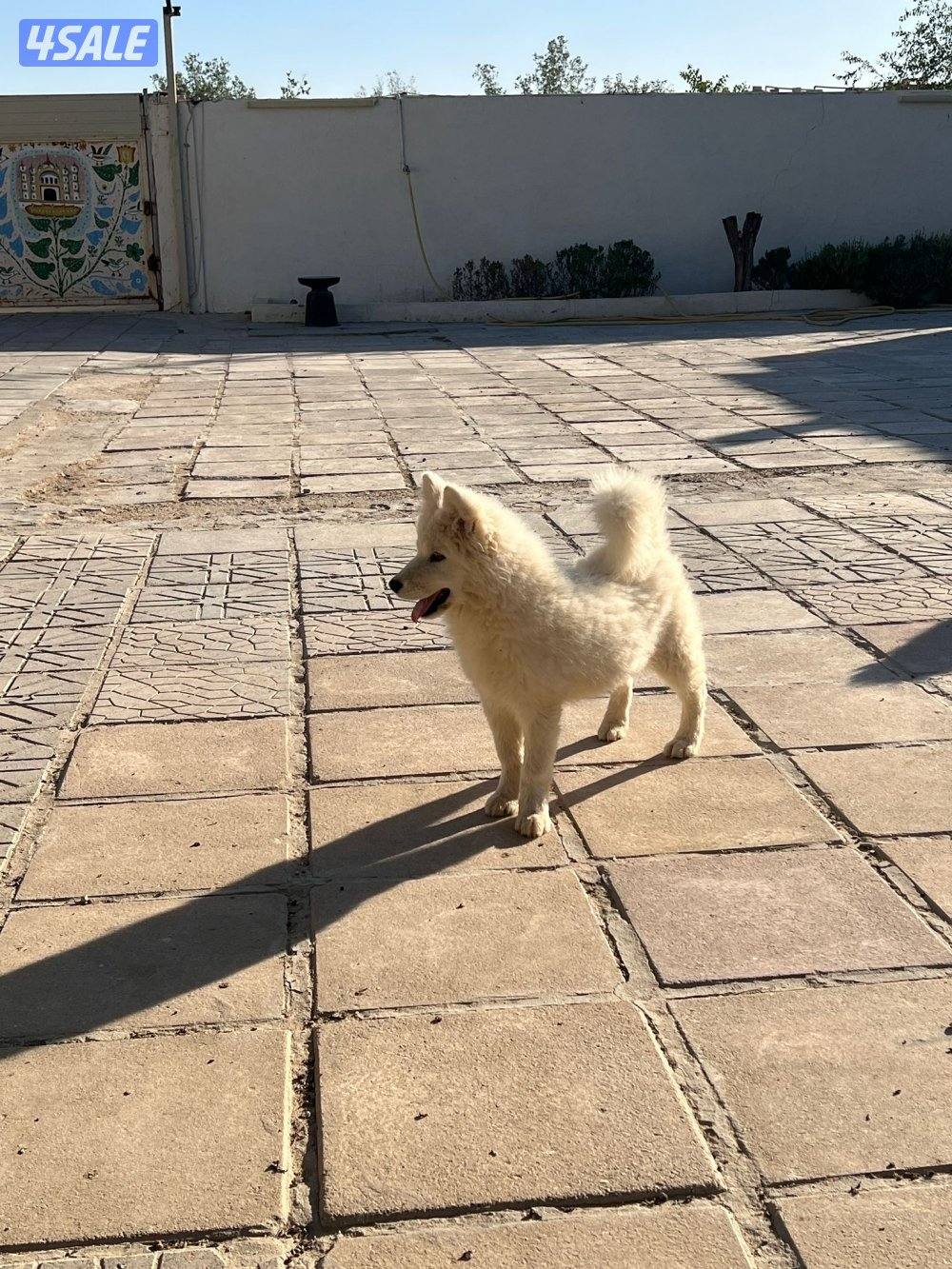 للبيع سامويد ذكر ونثيه وارد الخارج1