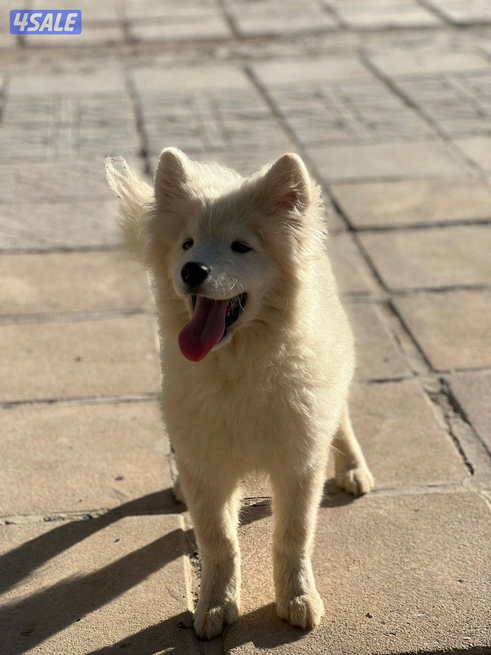 للبيع سامويد ذكر ونثيه وارد الخارج2