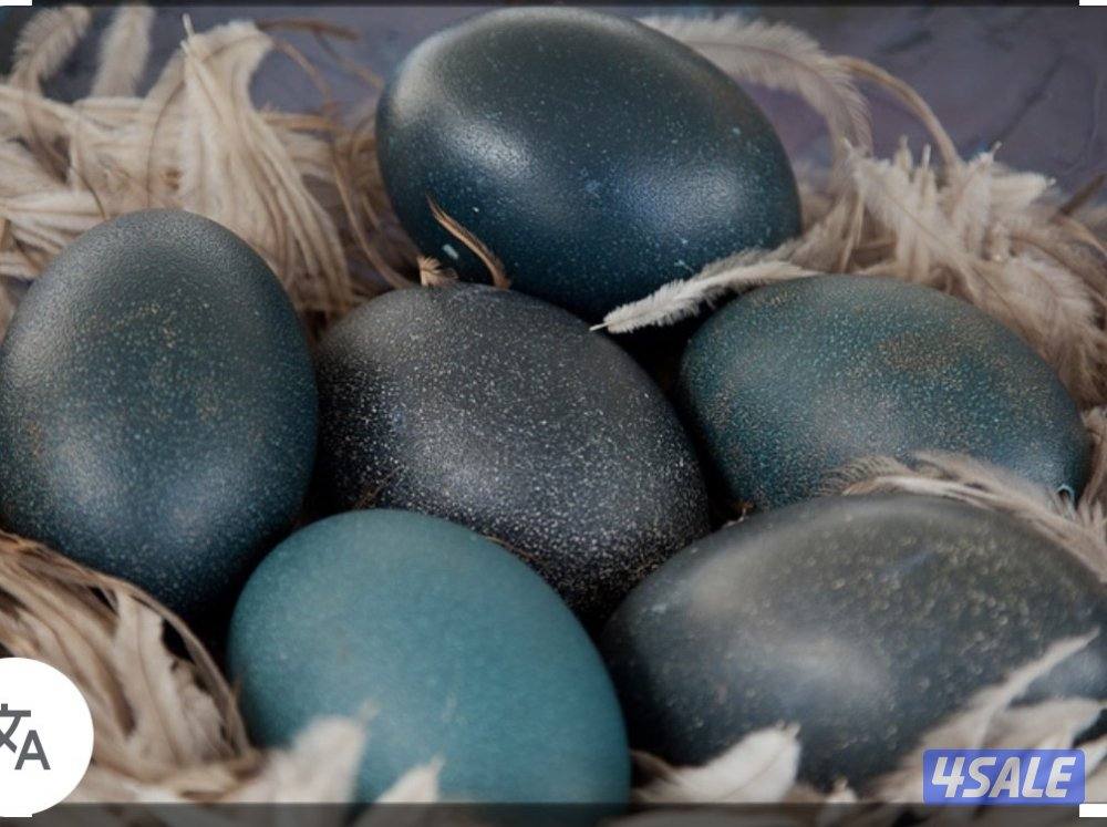 البيع بيض نعام ايمو0