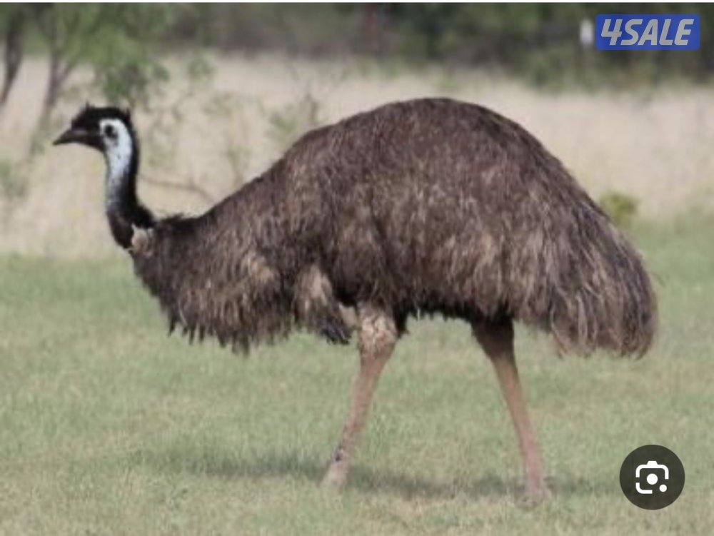 البيع بيض نعام ايمو1