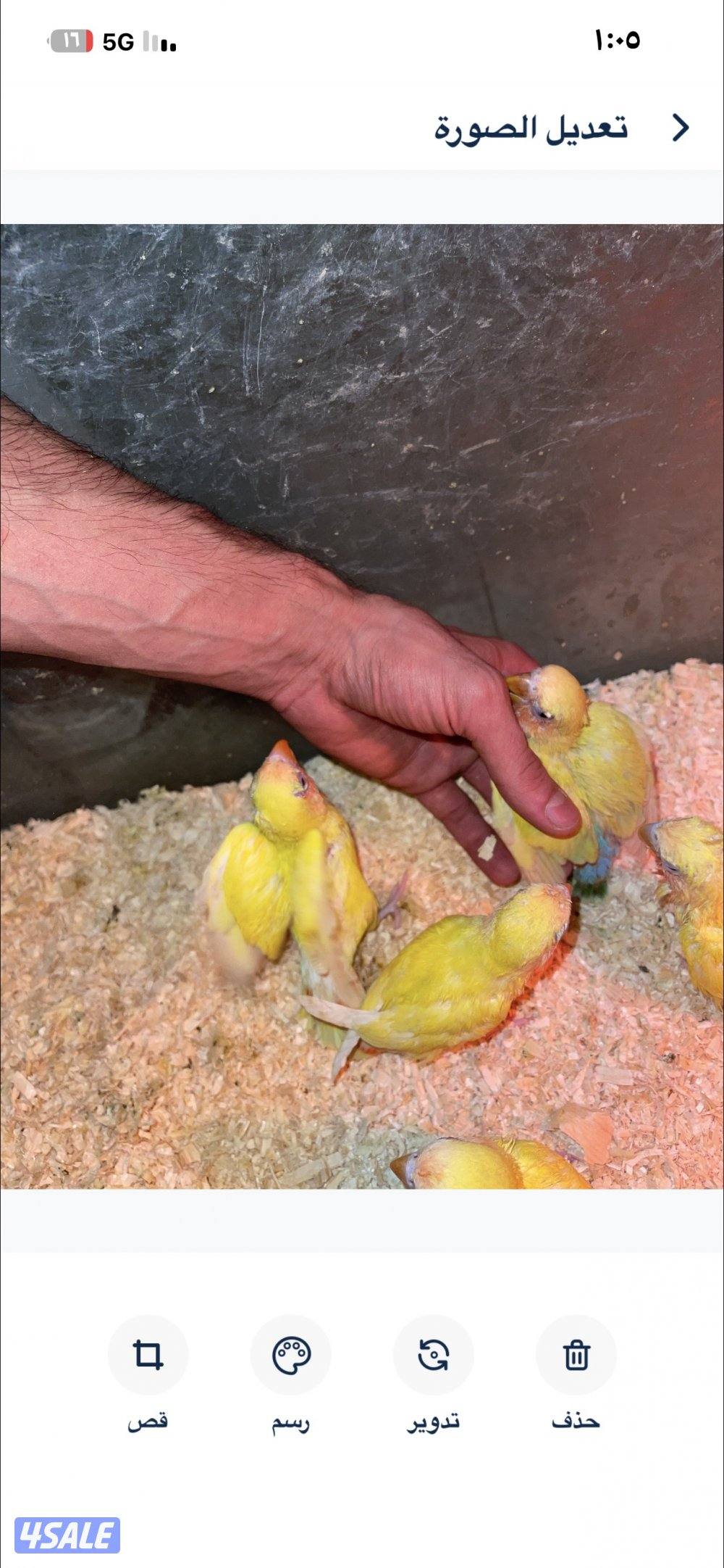 مبارك الكبير0