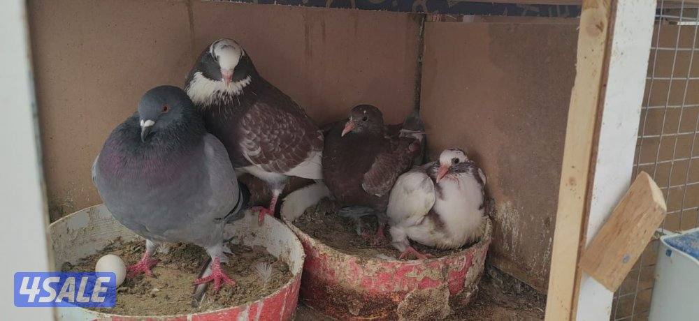للبيع ازواج لاحم حمام فرنسي الشركه و تراكيب2