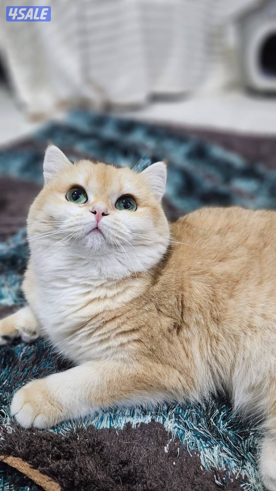 قطه بريتش NY12 شورت هير0