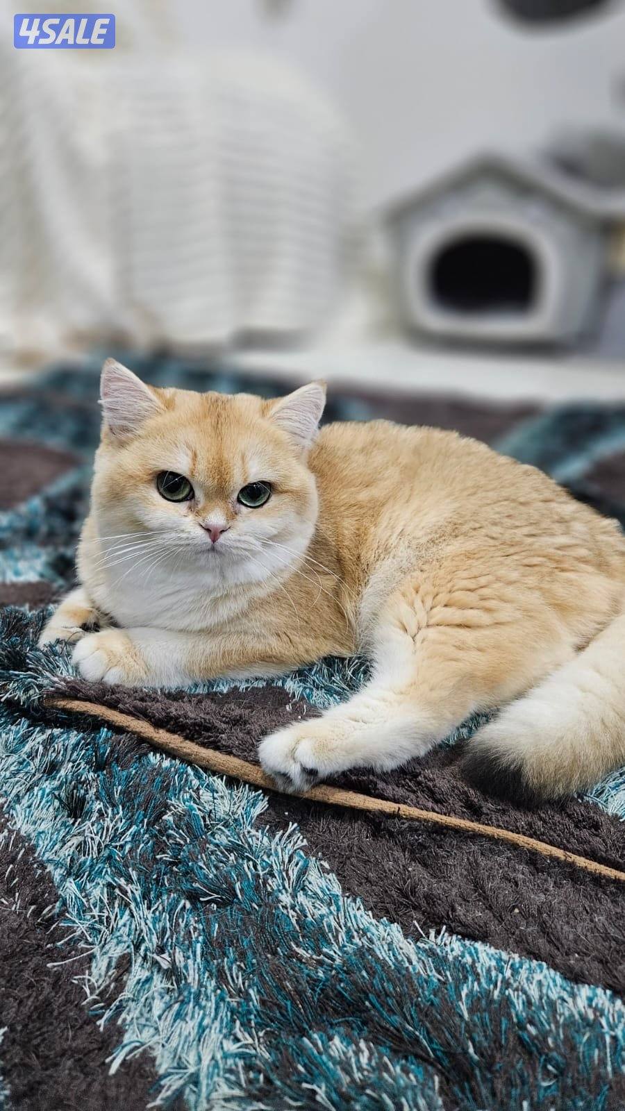 قطه بريتش NY12 شورت هير2