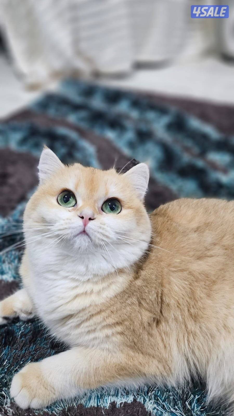 قطه بريتش NY12 شورت هير1