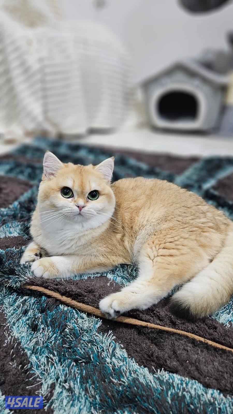 قطه بريتش NY12 شورت هير3