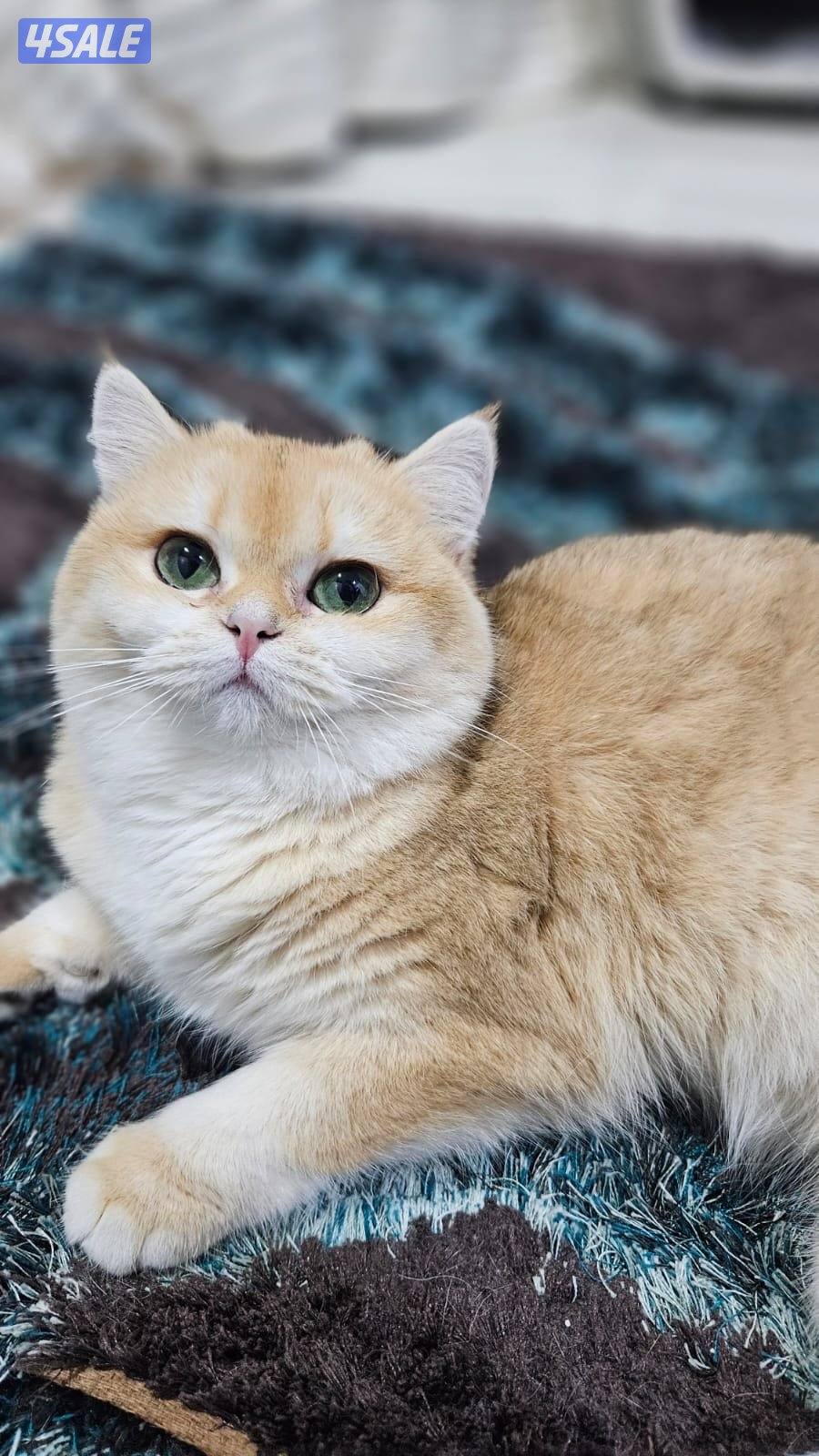 قطه بريتش NY12 شورت هير4