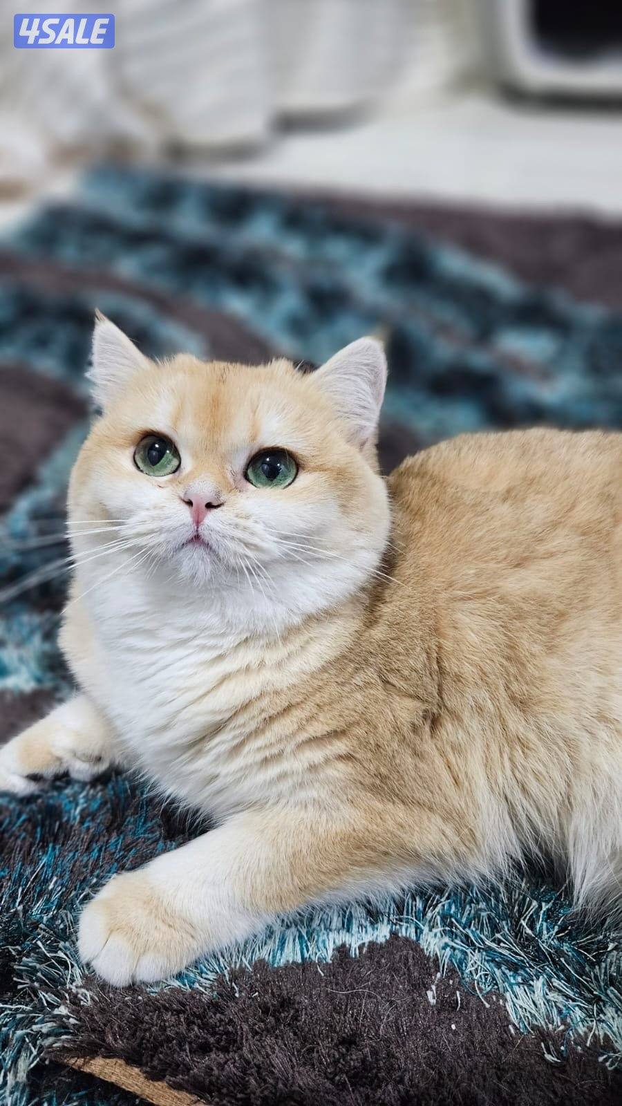 قطه بريتش NY12 شورت هير5