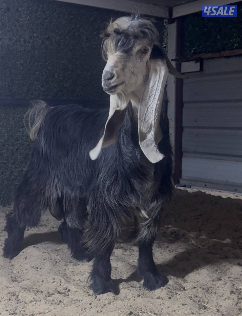 جذع عارضي خصم1