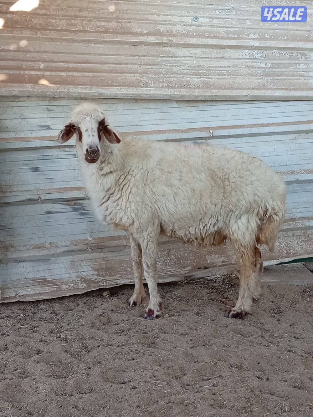 للبيع نعجه مراح العبدلي0