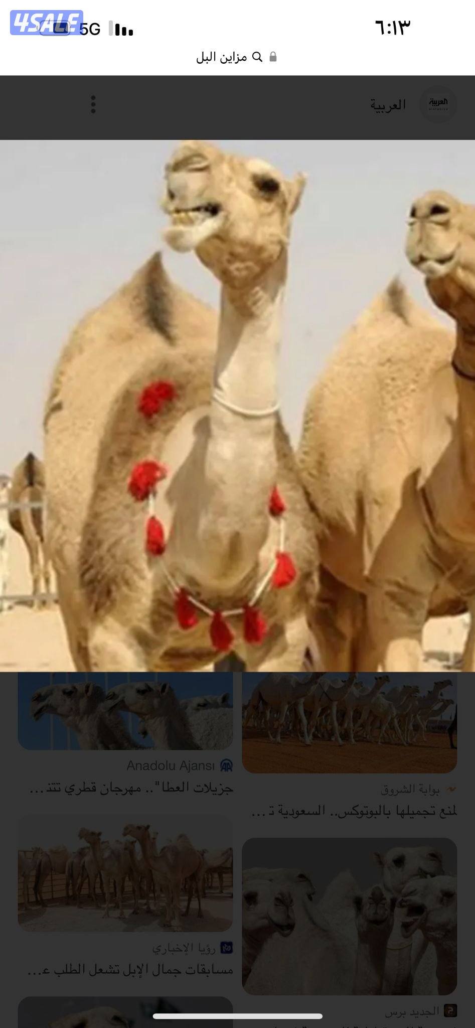 حلاقه وغسيل ابل0