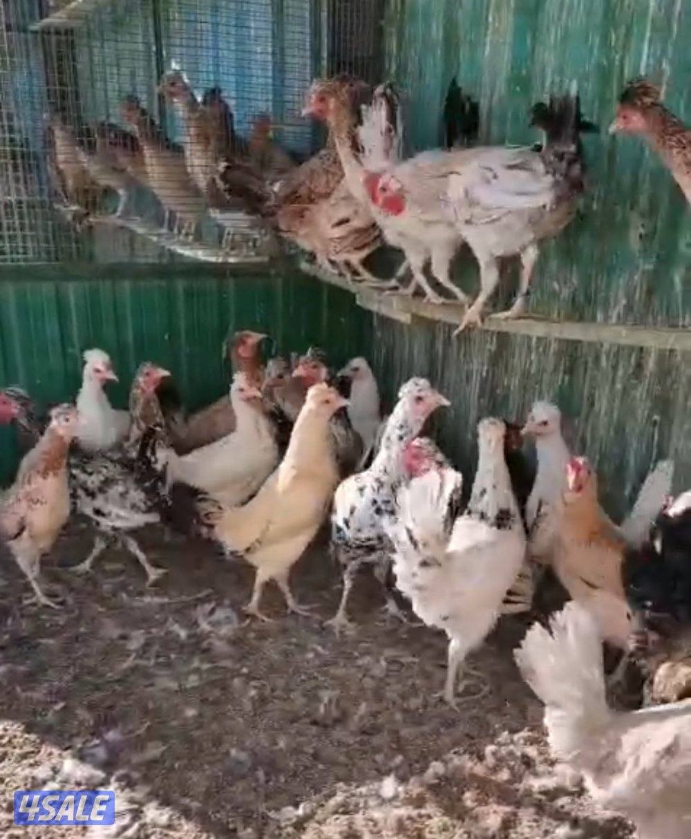 للبيع دجاج عربي ترثه0