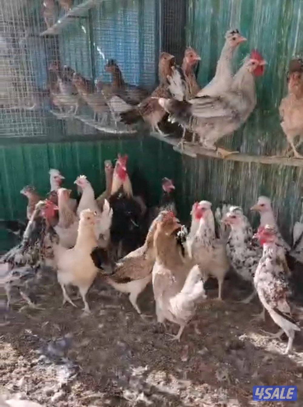 للبيع دجاج عربي ترثه1