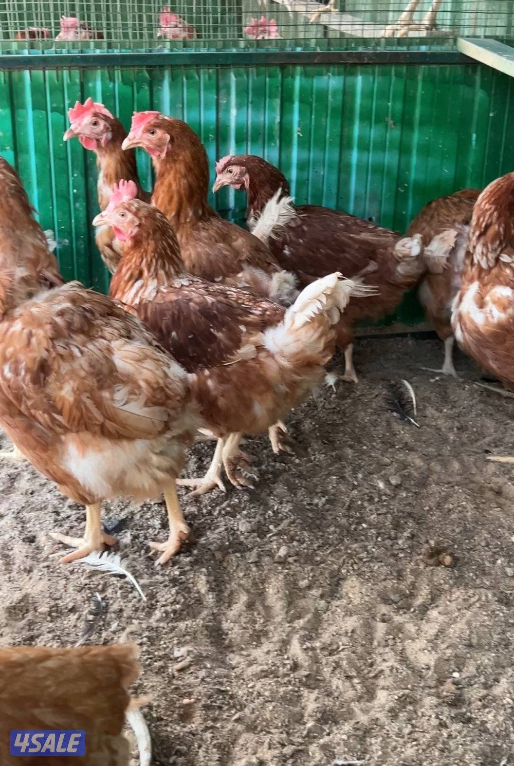 للبيع لوهمان بياض 🥚 🍳0