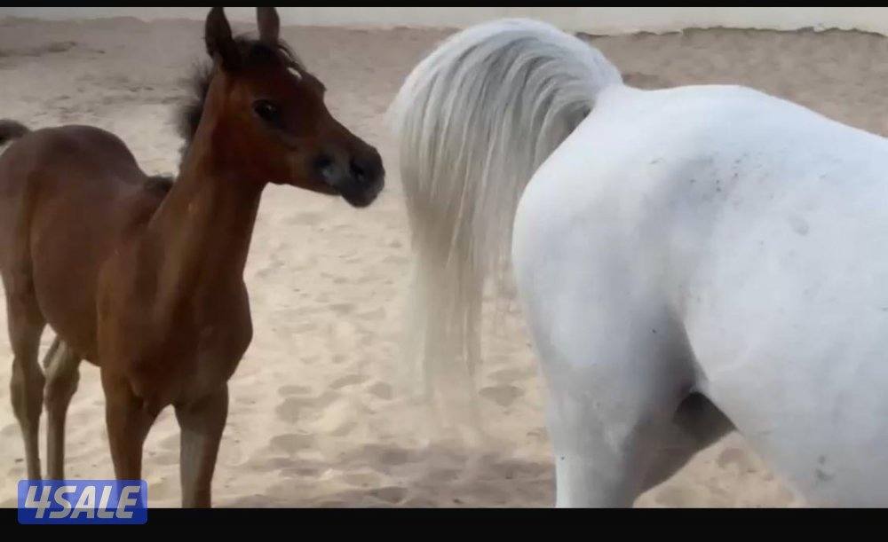 فرس مصرية مع المهر4