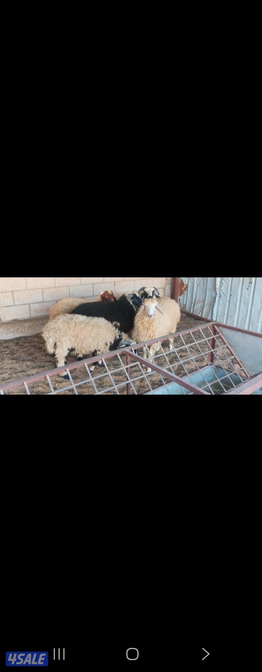 شفال للبيع0