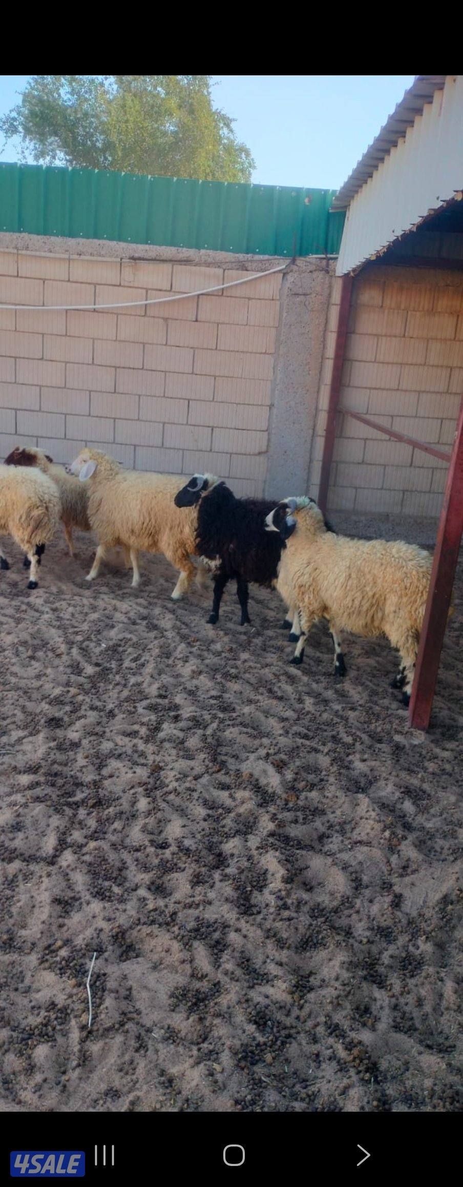 شفال للبيع1