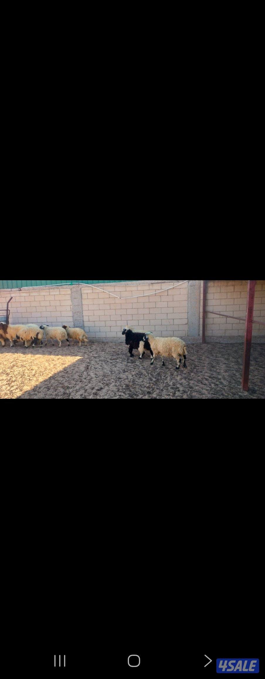 شفال للبيع2