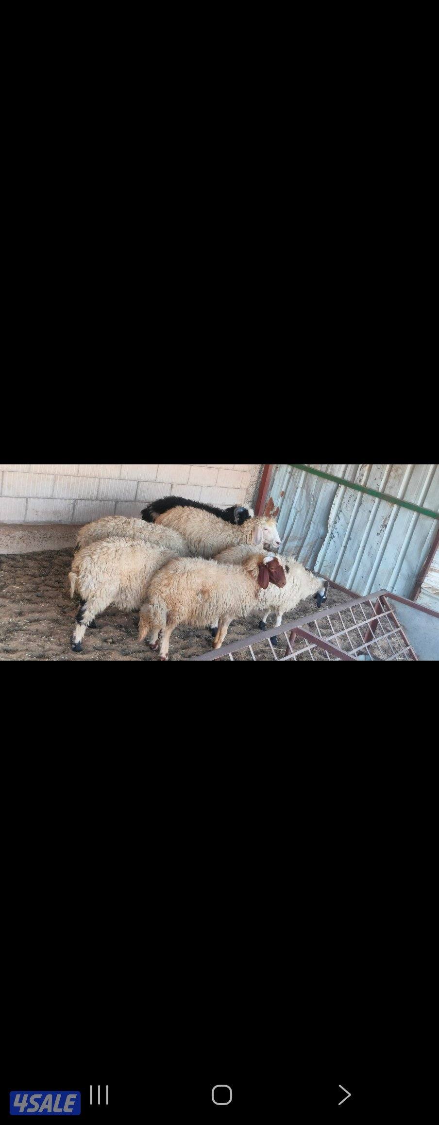 شفال للبيع4