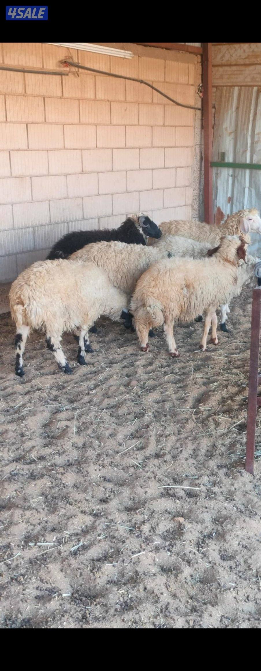 شفال للبيع5