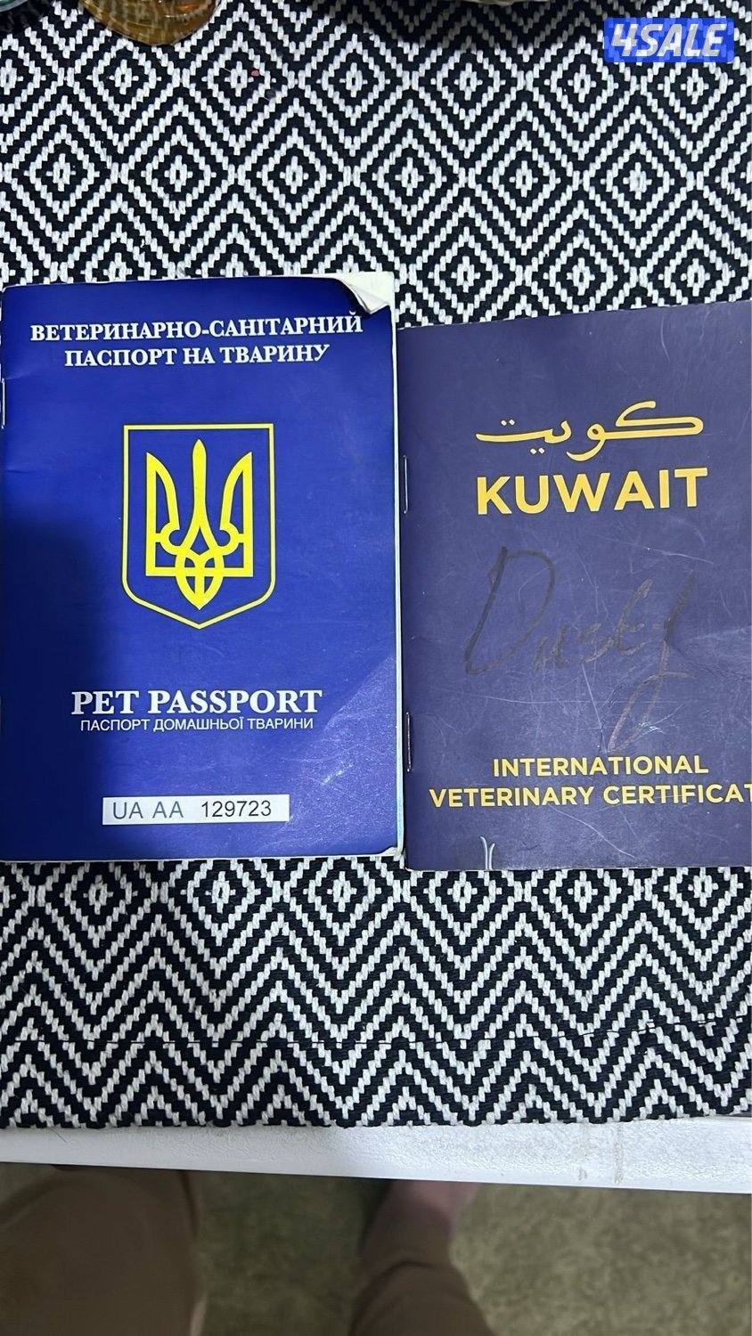 للبيع سكوتش بيور1