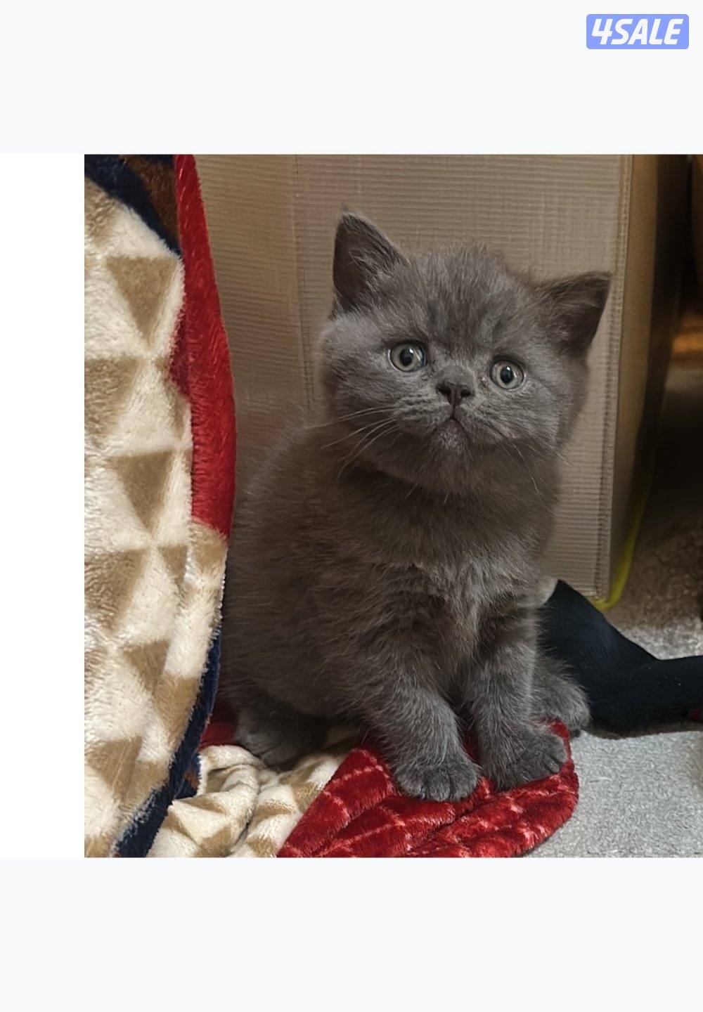 للبيع سكوتش بيور2