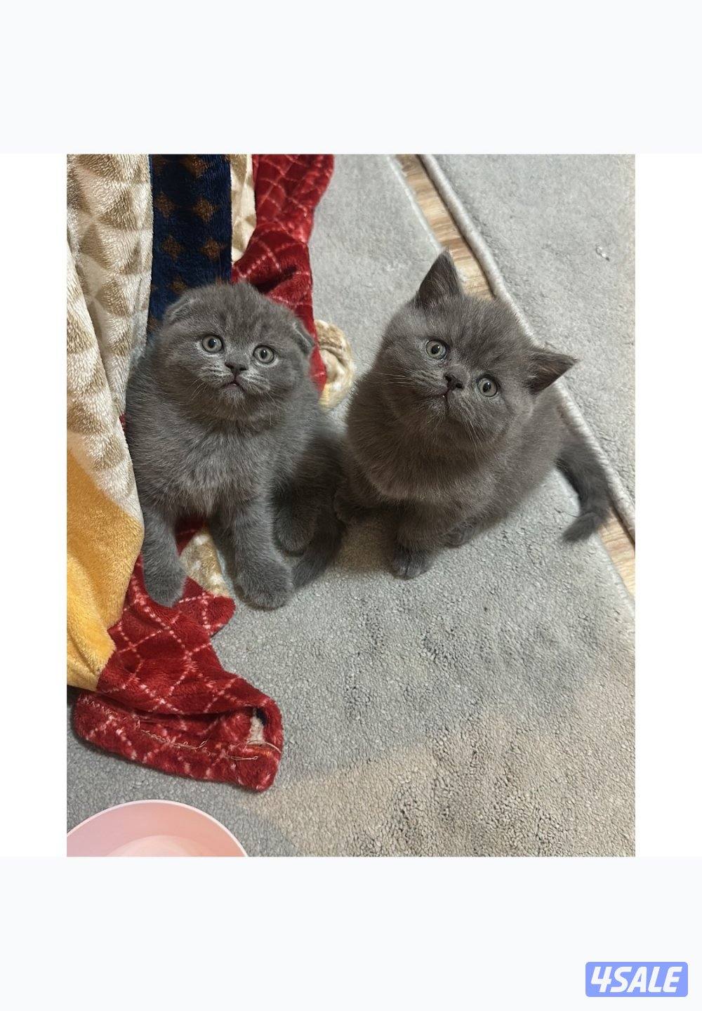 للبيع سكوتش بيور0