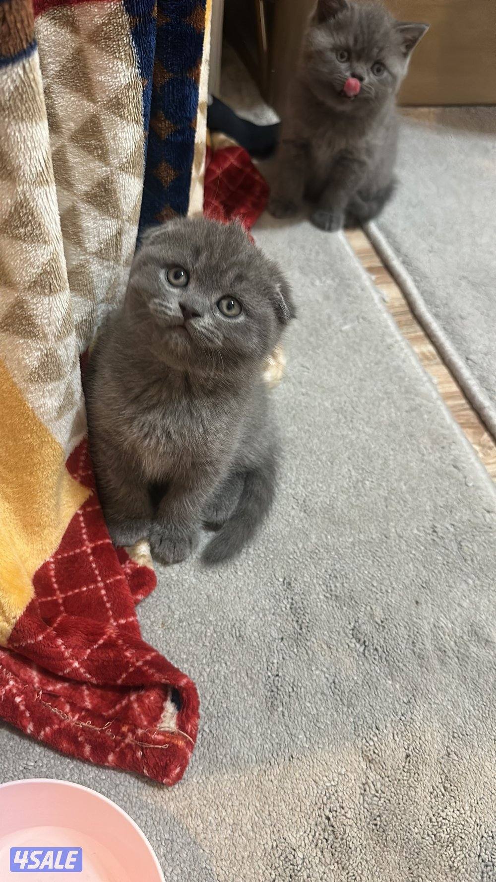 للبيع سكوتش بيور3