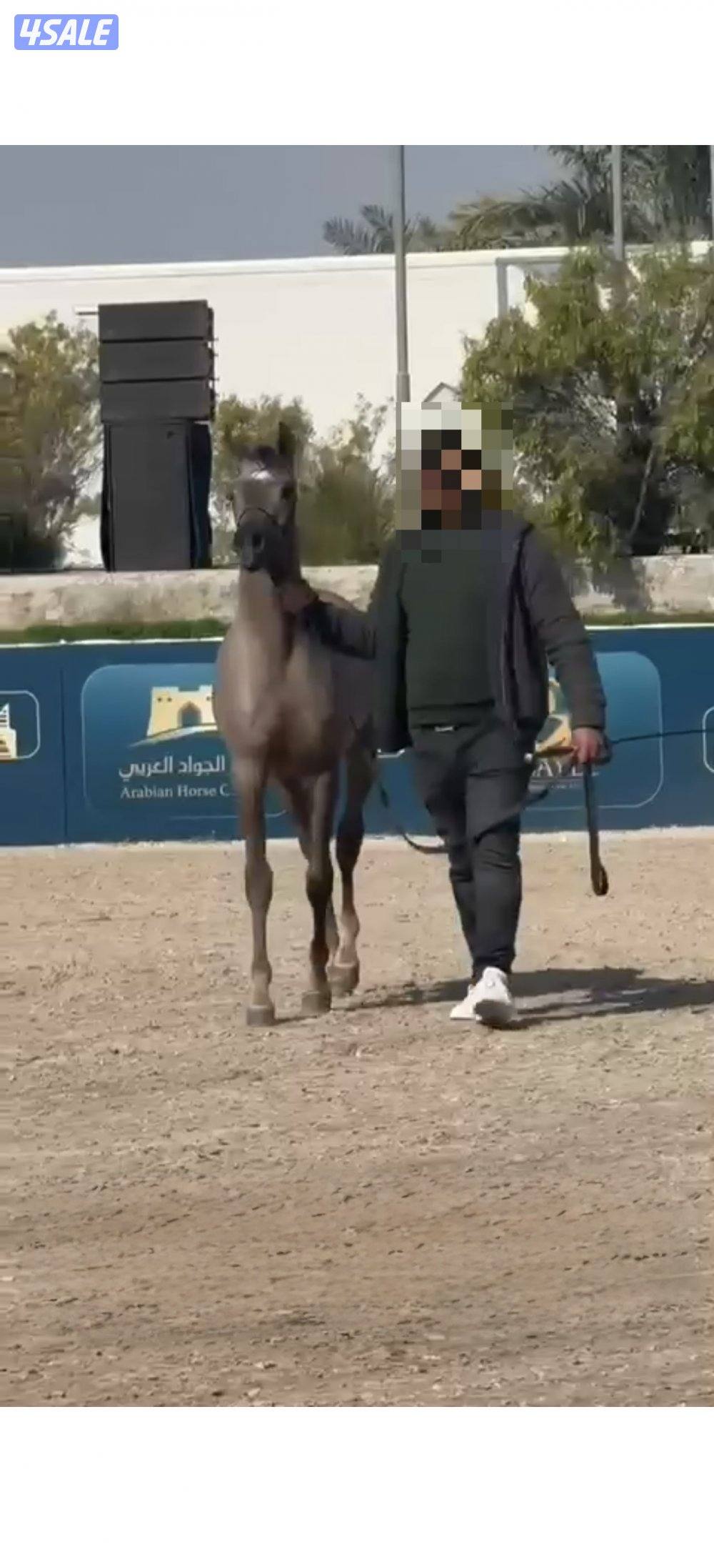 مهره شو دماء ابطال وارتفاعها ممتاز 155سم علي عمرها سنه ونص حركه ممتازه0