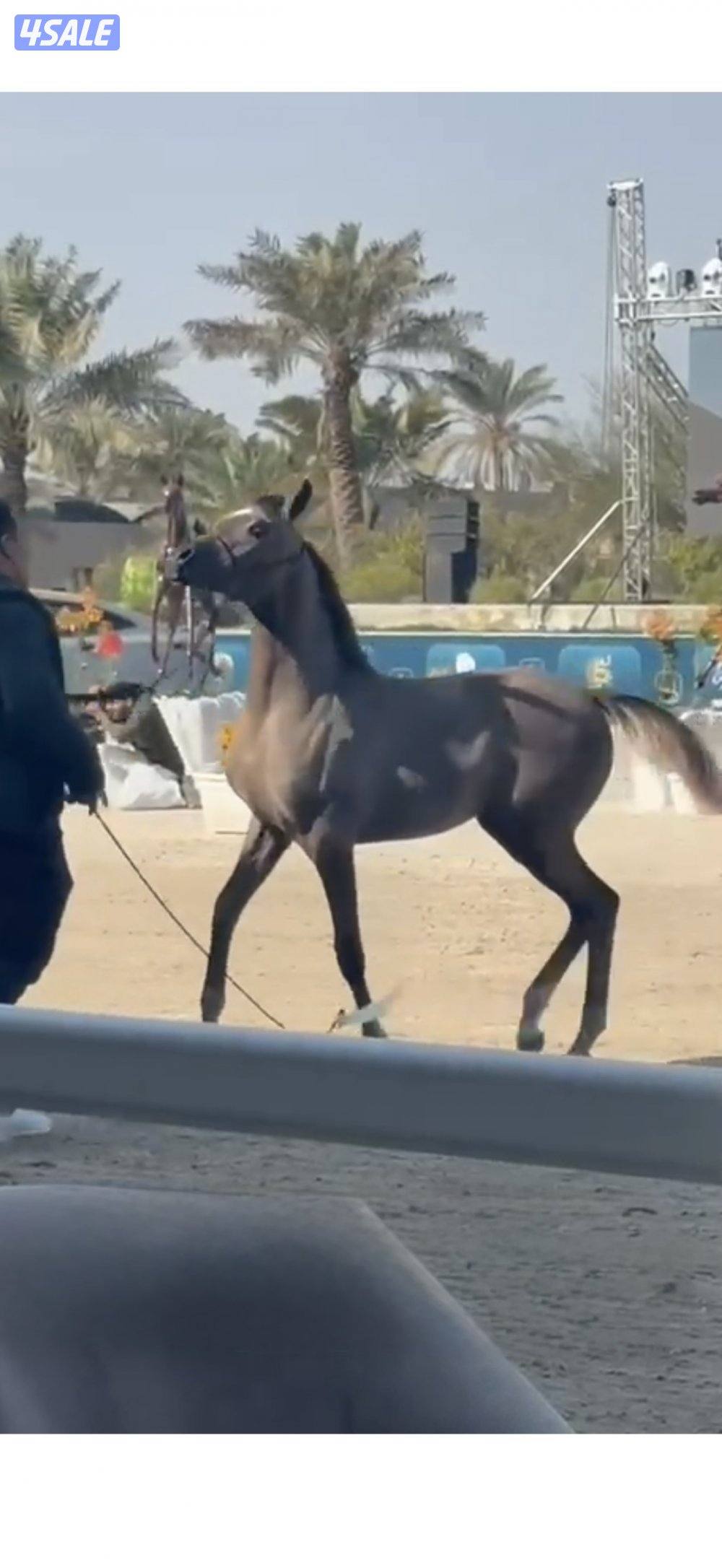 مهره شو دماء ابطال وارتفاعها ممتاز 155سم علي عمرها سنه ونص حركه ممتازه1