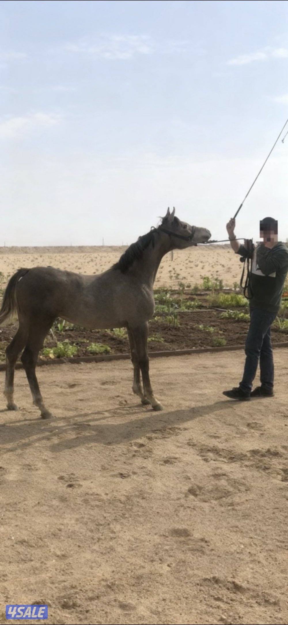 مهره شو دماء ابطال وارتفاعها ممتاز 155سم علي عمرها سنه ونص حركه ممتازه2