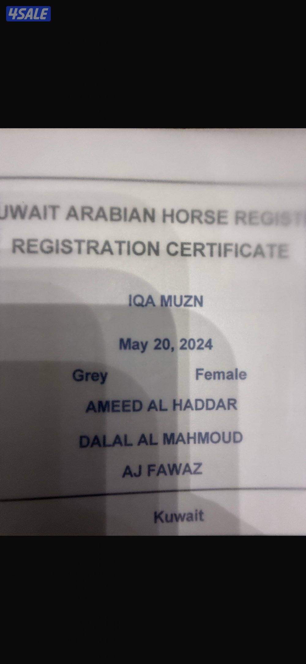 مهره شو دماء ابطال وارتفاعها ممتاز 155سم علي عمرها سنه ونص حركه ممتازه5